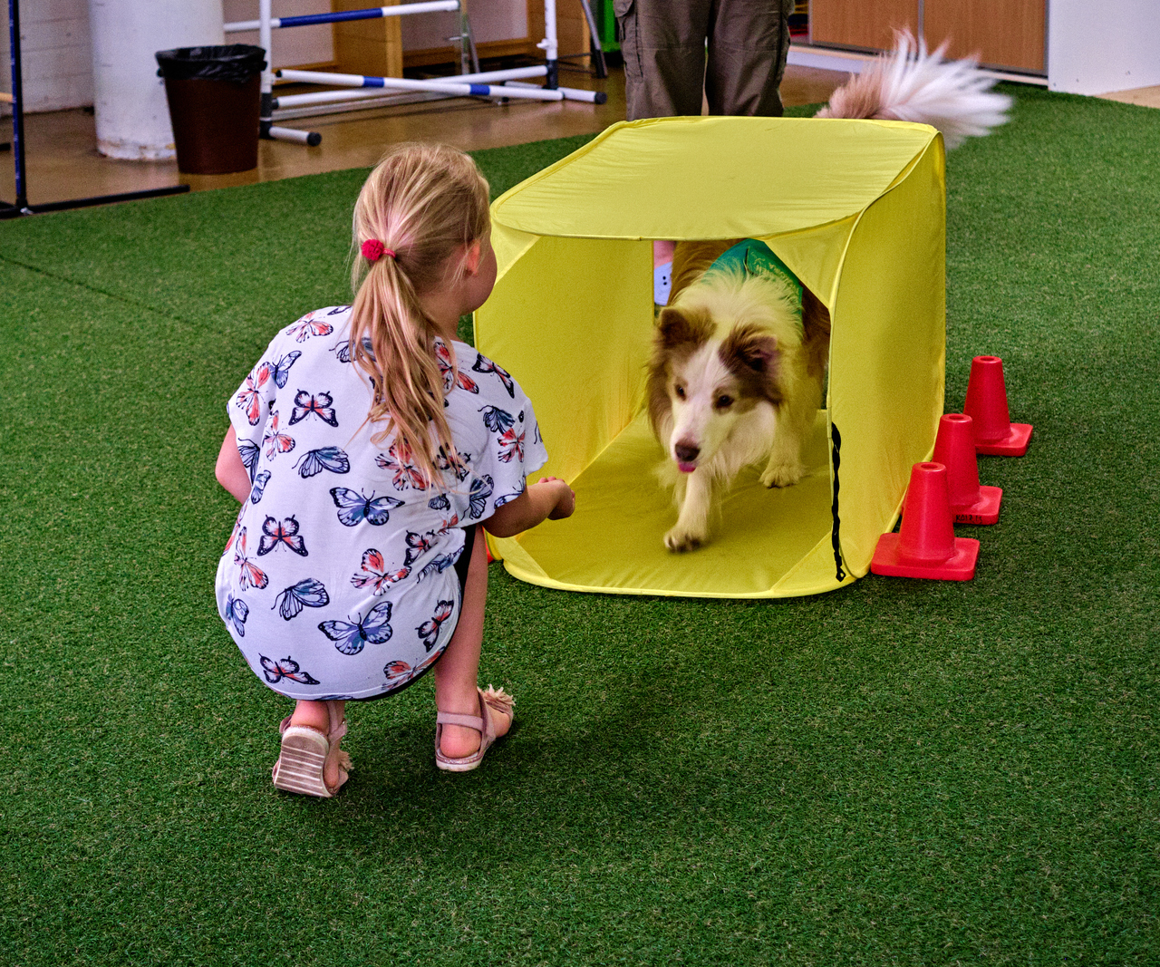 Therapy Dog OivaKoira Therapy Dog OivaKoira